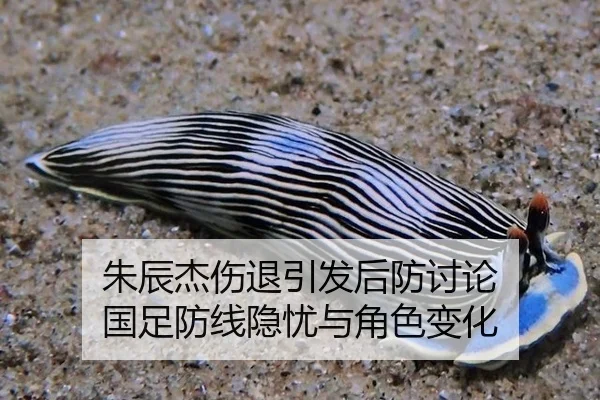 朱辰杰伤退引发后防讨论 国足防线隐忧与角色变化